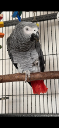 Lost Male Bird last seen 243rd st & Lomita dr, Lomita, CA 90717