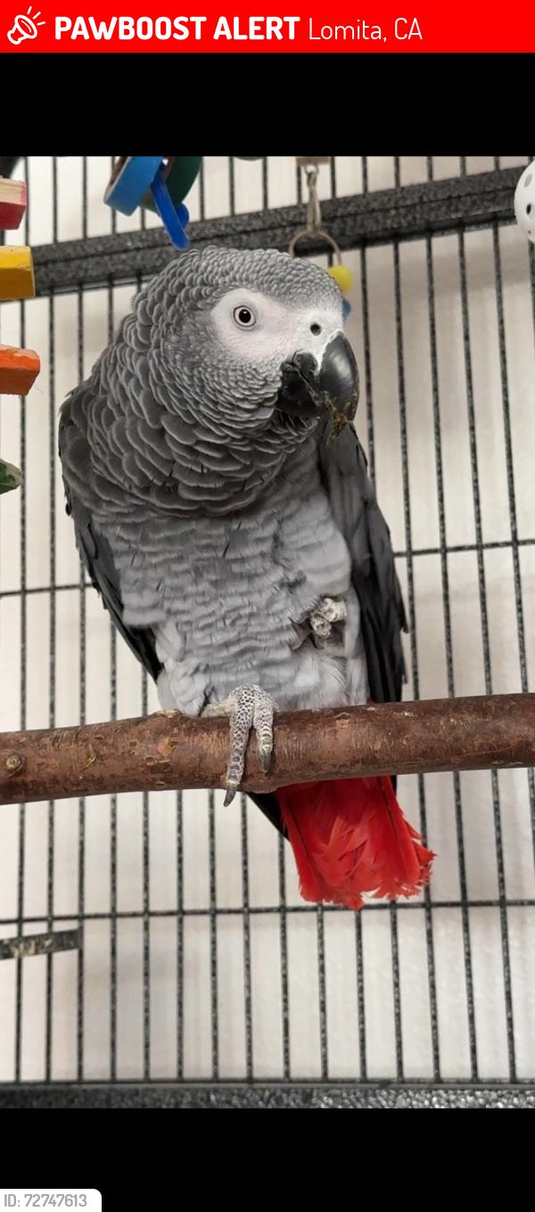 Lost Male Bird last seen 243rd st & Lomita dr, Lomita, CA 90717