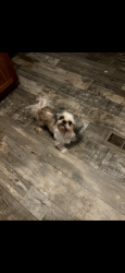 Lost Male Dog last seen Big springs, union grove area , Maryville, TN 37801