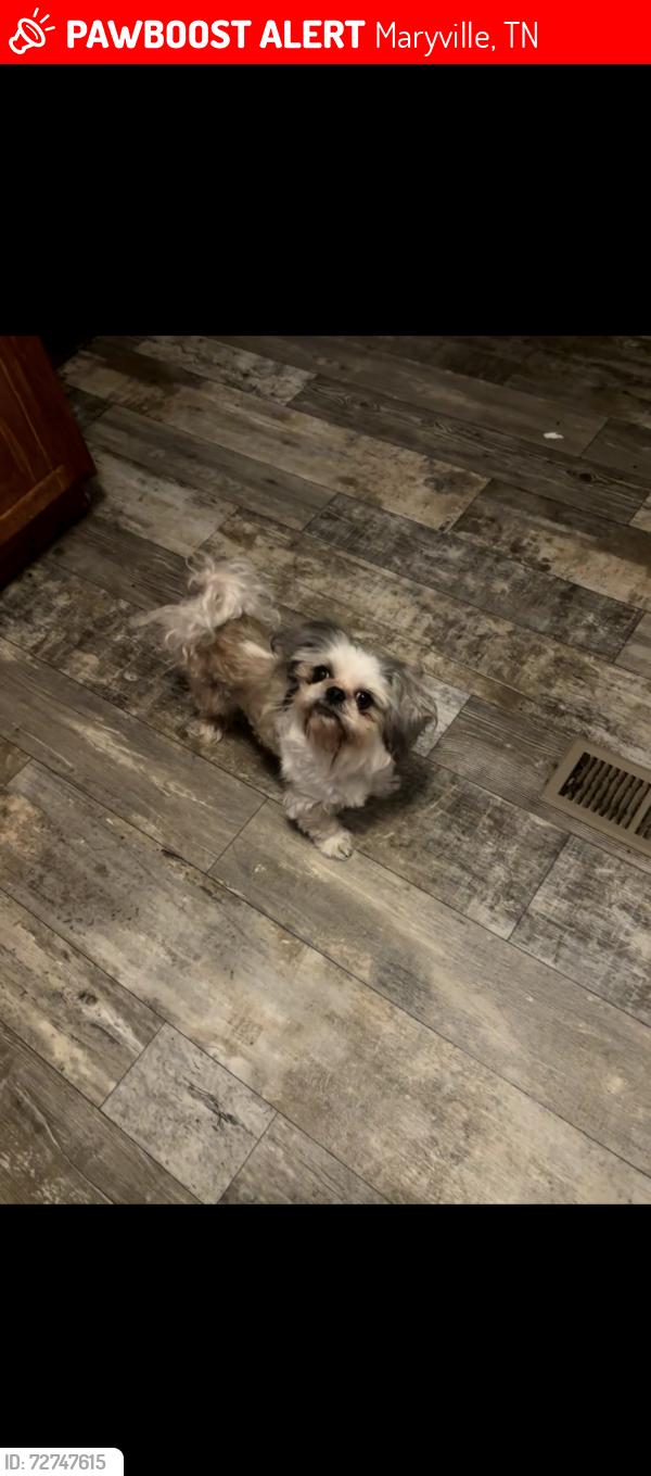 Lost Male Dog last seen Big springs, union grove area , Maryville, TN 37801
