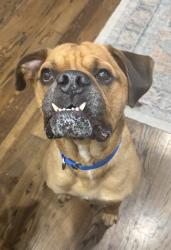Found/Stray Male Dog last seen Unknown, Galveston County, TX 77590