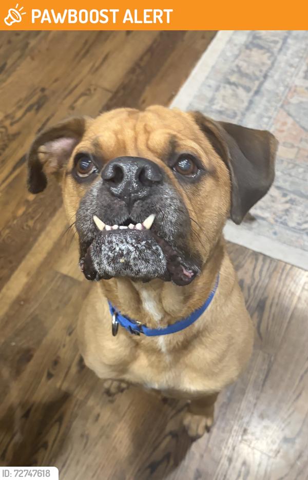 Found/Stray Male Dog last seen Unknown, Galveston County, TX 77590