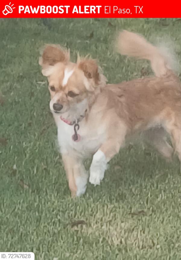 Lost Female Dog last seen Dyer and souda, El Paso, TX 79924