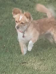 Lost Female Dog last seen Dyer and souda, El Paso, TX 79924