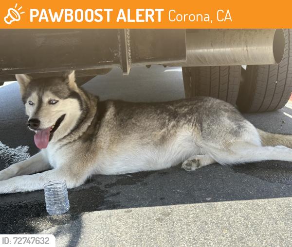 Found/Stray Unknown Dog last seen Near Fullerton Ave Corona, CA  92879 United States , Corona, CA 92879