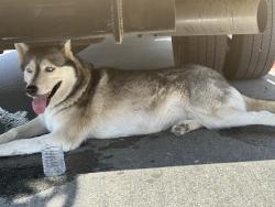 Found/Stray Unknown Dog last seen Near Fullerton Ave Corona, CA  92879 United States , Corona, CA 92879