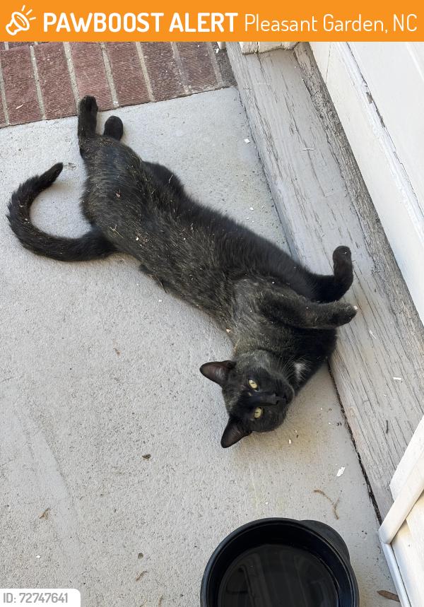 Found/Stray Male Cat last seen At my hse , Pleasant Garden, NC 27313