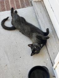 Found/Stray Male Cat last seen At my hse , Pleasant Garden, NC 27313