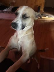 Lost Male Dog last seen Near Chesnee hwy, Mayo, SC 29368