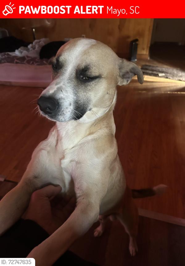 Lost Male Dog last seen Near Chesnee hwy, Mayo, SC 29368