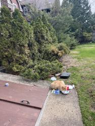 Found/Stray Unknown Cat last seen Wightman, Pittsburgh, PA 15217