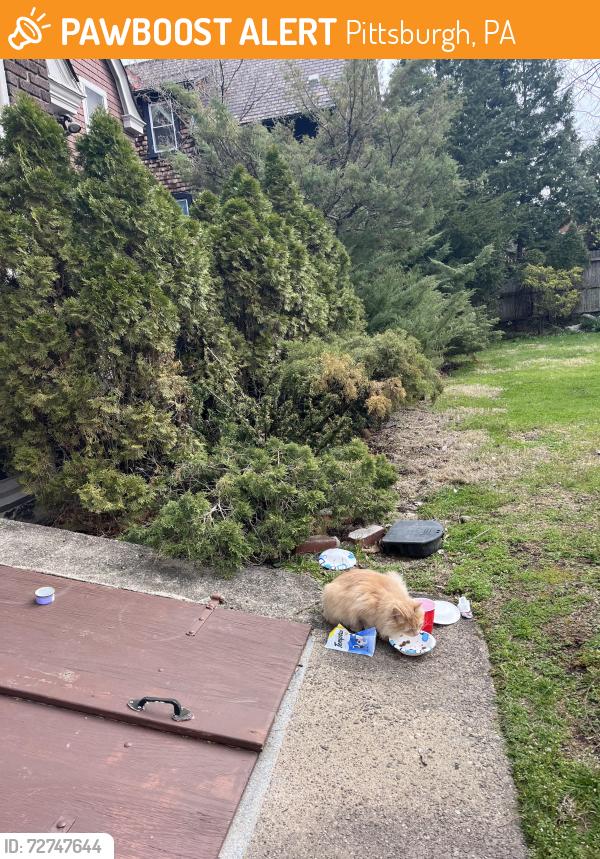 Found/Stray Unknown Cat last seen Wightman, Pittsburgh, PA 15217