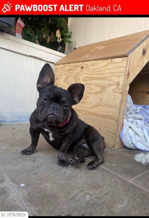 Lost Female Dog last seen Between holly and International. On 74th Ave, Oakland, CA 94605