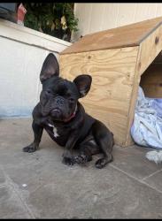 Lost Female Dog last seen Between holly and International. On 74th Ave, Oakland, CA 94605