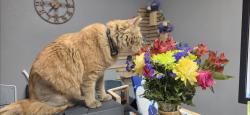 Lost Male Cat last seen ARVILLE & ROCE, Las Vegas, NV 89103