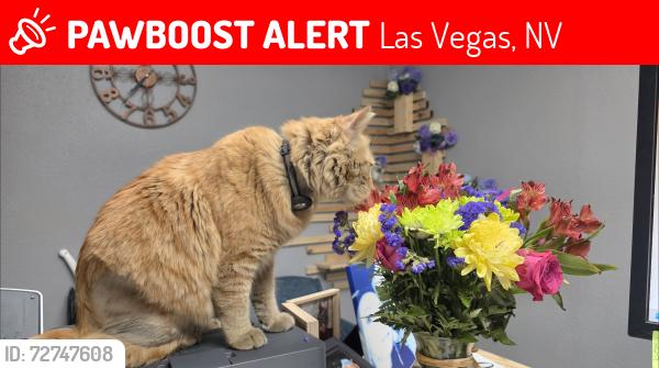 Lost Male Cat last seen ARVILLE & ROCE, Las Vegas, NV 89103