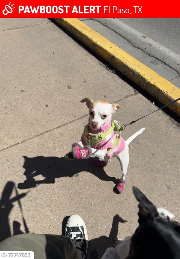 Lost Female Dog last seen El paso country club , El Paso, TX 79922