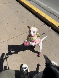 Lost Female Dog last seen El paso country club , El Paso, TX 79922