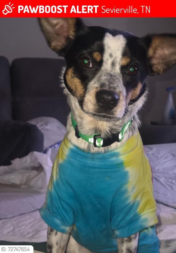 Lost Female Dog last seen Near jones cove rd, Sevierville, TN 37876