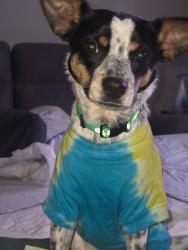Lost Female Dog last seen Near jones cove rd, Sevierville, TN 37876