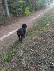 Found/Stray Unknown Dog last seen Mitc store, Zebulon, NC 27597
