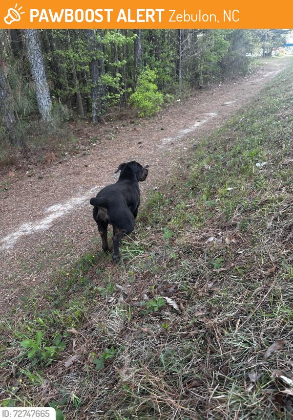 Found/Stray Unknown Dog last seen Mitc store, Zebulon, NC 27597