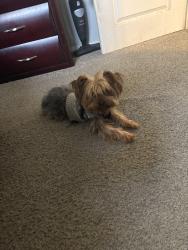 Lost Male Dog last seen East side Glen park, Gary, IN 46409