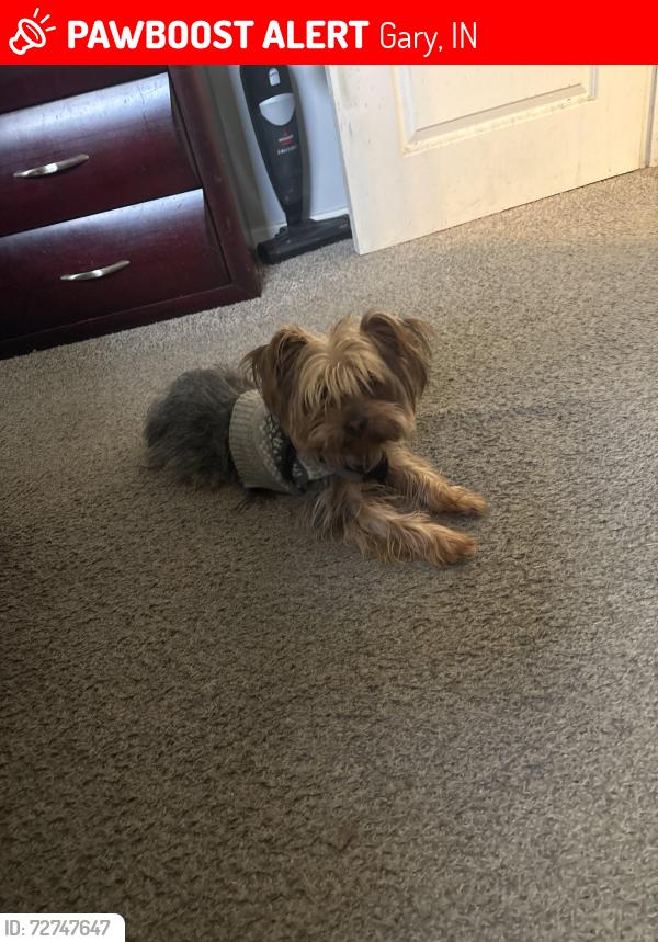 Lost Male Dog last seen East side Glen park, Gary, IN 46409