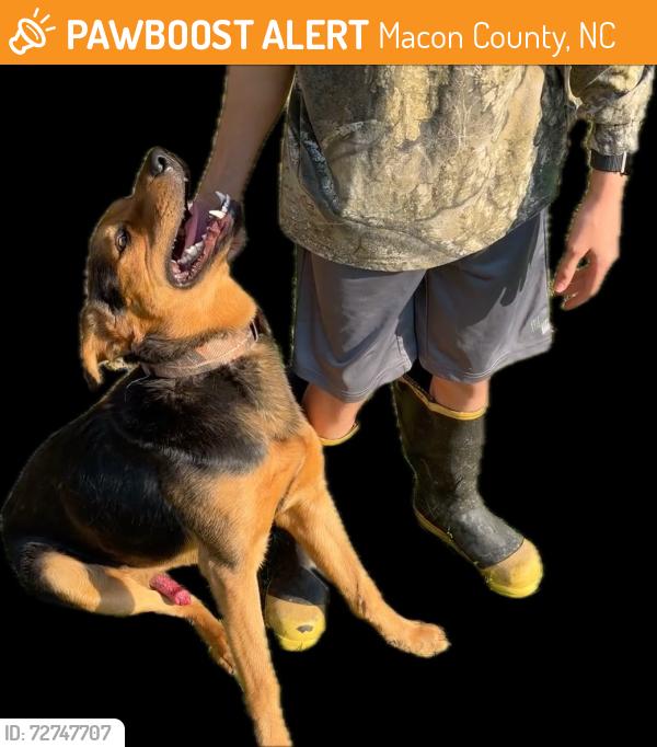 Found/Stray Male Dog last seen Deal Farms Cr, Macon County, NC 28734