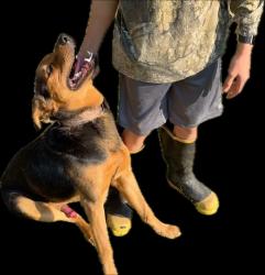 Found/Stray Male Dog last seen Deal Farms Cr, Macon County, NC 28734