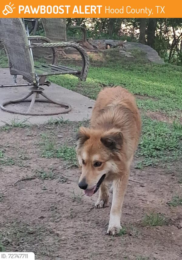 Found/Stray Female Dog last seen Fox trot river run , Hood County, TX 76049