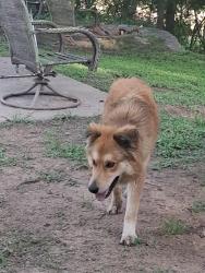 Found/Stray Female Dog last seen Fox trot river run , Hood County, TX 76049