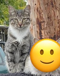 Lost Male Cat last seen Grand and Dayton St Del Paso Heights, Sacramento, CA 95838
