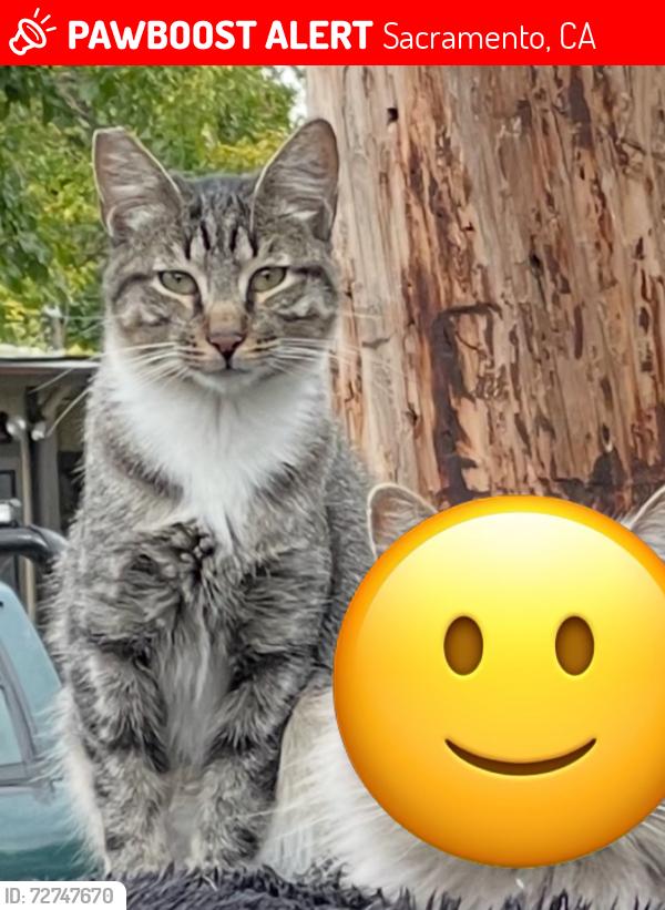 Lost Male Cat last seen Grand and Dayton St Del Paso Heights, Sacramento, CA 95838