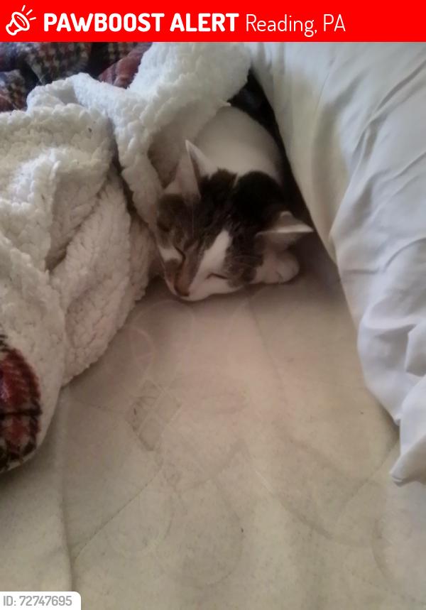 Lost Female Cat last seen Walnut and mulberry , Reading, PA 19604