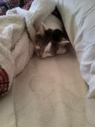 Lost Female Cat last seen Walnut and mulberry , Reading, PA 19604
