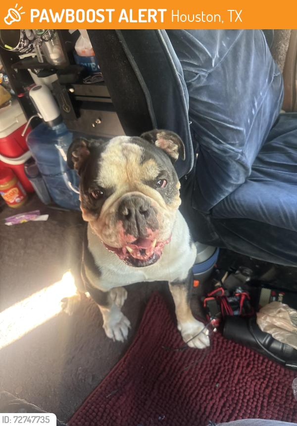 Found/Stray Male Dog last seen sam houston equestrian trail , Houston, TX 77002