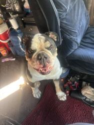 Found/Stray Male Dog last seen sam houston equestrian trail , Houston, TX 77002