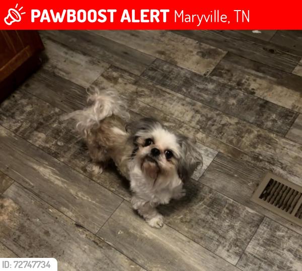 Lost Male Dog last seen Big springs, south union grove, clendenen , Maryville, TN 37801
