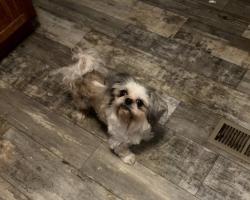 Lost Male Dog last seen Big springs, south union grove, clendenen , Maryville, TN 37801