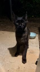 Found/Stray Unknown Cat last seen River glen drive , Roswell, GA 30075