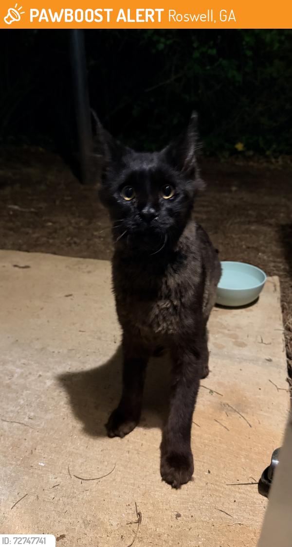 Found/Stray Unknown Cat last seen River glen drive , Roswell, GA 30075