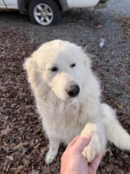 Found/Stray Female Dog last seen Old Dixie Rd and Adams Rd , Dalton, GA 30721