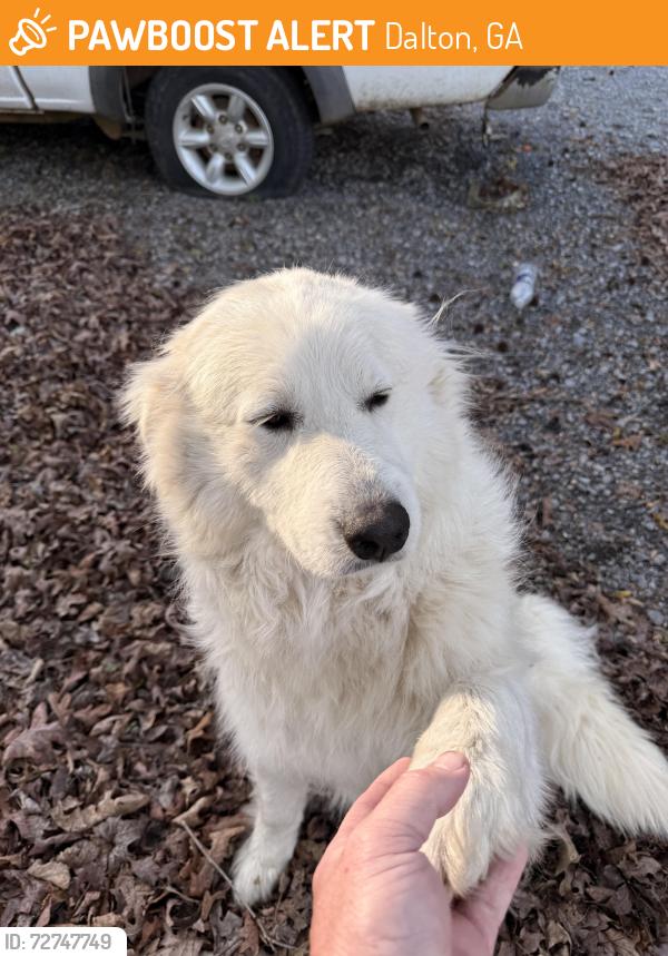 Found/Stray Female Dog last seen Old Dixie Rd and Adams Rd , Dalton, GA 30721