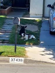 Lost Male Dog last seen 3rd st e Palmdale , Palmdale, CA 93550