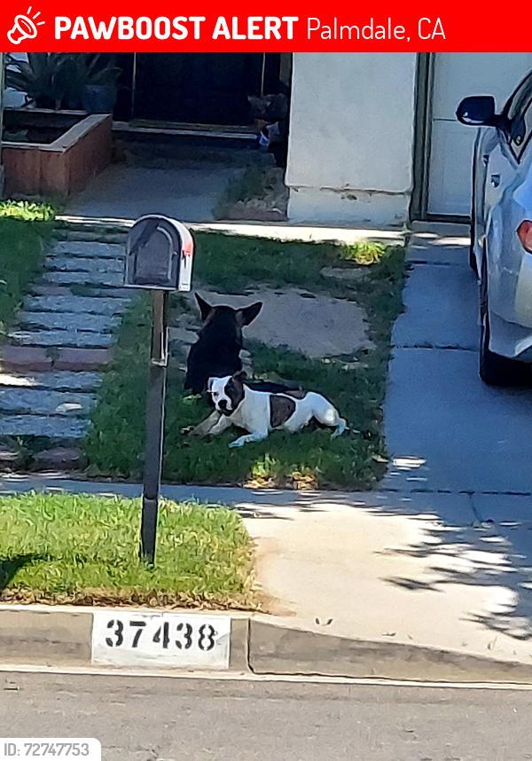 Lost Male Dog last seen 3rd st e Palmdale , Palmdale, CA 93550