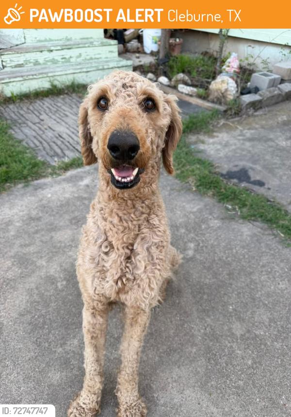 Found/Stray Male Dog last seen Nolan River Road, Cleburne, TX 76031
