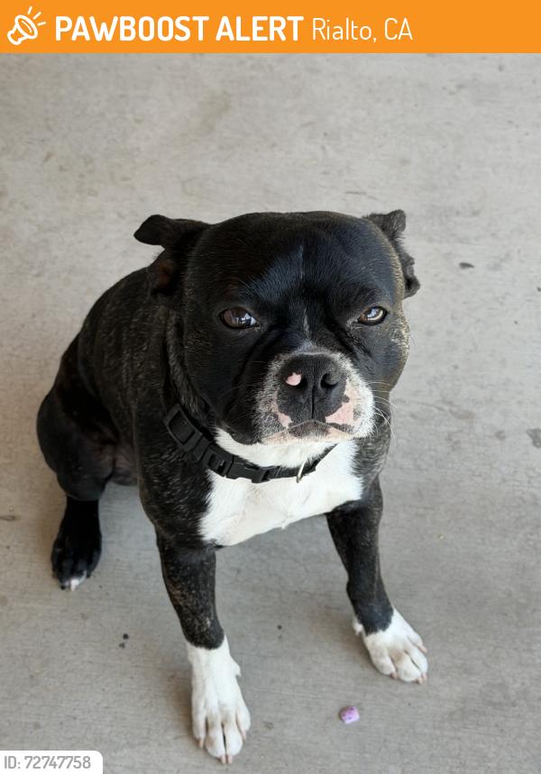 Found/Stray Male Dog last seen Baseline and cedar, Rialto, CA 92376