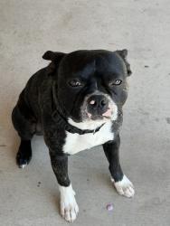 Found/Stray Male Dog last seen Baseline and cedar, Rialto, CA 92376