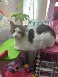 Lost Male Cat last seen Highlander Pointe apmts , Riverside, CA 92507